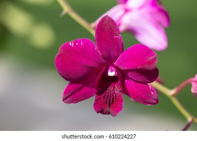 red velvet orchid