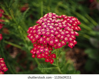 Red Yarrow Hd Stock Images Shutterstock