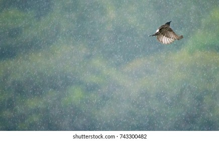 Red Vented Bulbul Bird Flying In Rain Drizzle Drops In Green Background.