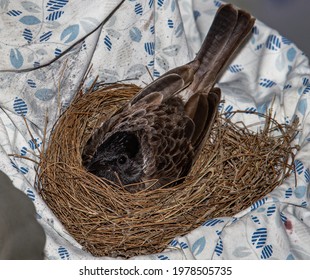 Red Vented Bulbul Hatching Eggs In Domestic Bird Feeder, Pendant Light Close Up