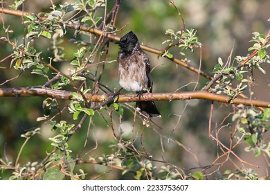Red vented bulbul at my sweet home balaghat in morning time after shower. - Shutterstock ID 2233753607