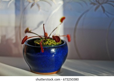 Red Venus Fly Trap 