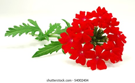 Red Verbena