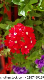 Red Verbena In Full Bloom