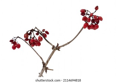 Red Viburnum Berries In Ordinary Winter On A Dry Branch Isolated On A White Background. Plants In Winter, Garden Crops.