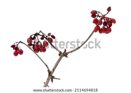 Red viburnum berries in ordinary winter on a dry branch isolated on a white background. Plants in winter, garden crops.