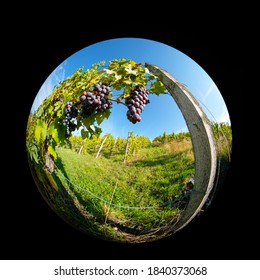 Red Vine Grapes At Vines In A Vineyard With Fish Eye Effect