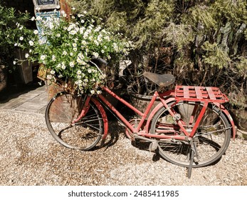 Red vintage bicycle in garden with white flowers in the basket. Vintage garden decoration. - Powered by Shutterstock