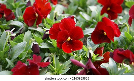 İmage Of Red Violet Flower