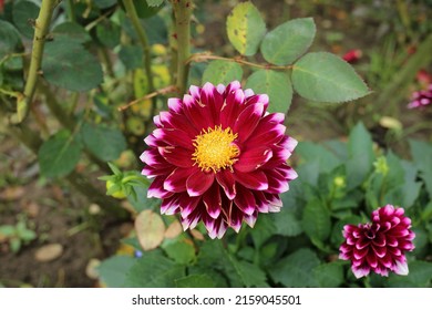 Red Violet Flower Of Dahlia Pinnata In The Garden