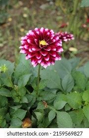 Red Violet Flower Of Dahlia Pinnata In The Garden