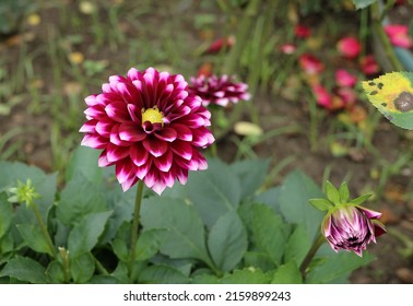 Red Violet Flower Of Dahlia Pinnata In The Garden