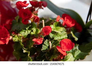 A Red Violet Flower Grows At Home.