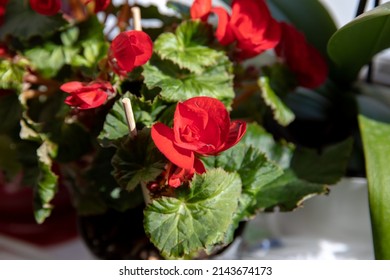 A Red Violet Flower Grows At Home.