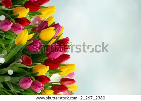 Red, violet and yellow fresh tulip flowers border over blue gray defocused background