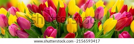 Red, violet and yellow fresh tulip flowers border over green garden defocused background
