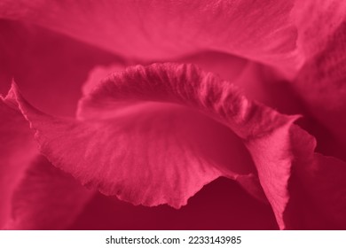 Red Viva Magenta abstract background. Flower petals close-up. Color of the year 2023
