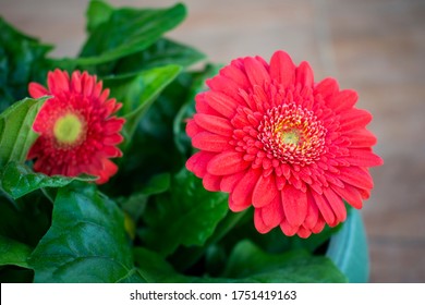 Red vivid gerbera (daisy) flower with yellow / green center - Powered by Shutterstock