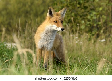 red vulpes