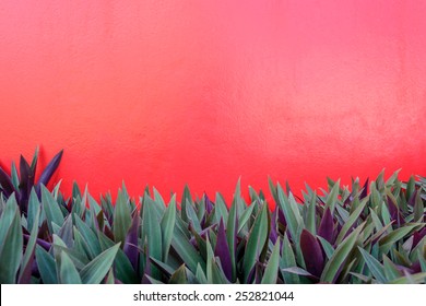 red wall and plants