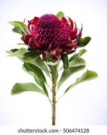 Red Waratah Flower On Long Stem