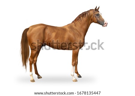 Red warmbllood horse isolated on white