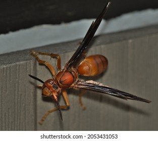 Red Wasp Hornet In Summer