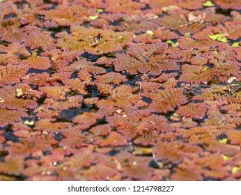 Red Water Fern, Azolla Filiculoides