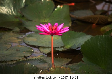 91 Ambal flower Images, Stock Photos & Vectors | Shutterstock