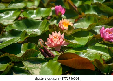 白い花 背景 の画像 写真素材 ベクター画像 Shutterstock