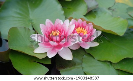 Red water lily in full bloom