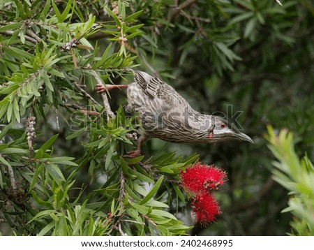 Red Wattle Bird (Anthochaera carunculata) perched in a flowering bottle brush tree