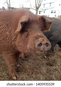 Red Wattle Hog Closeup Of Face.