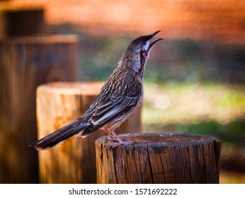 Red Wattlebird calling while standing on a log. Australian birdsong.
