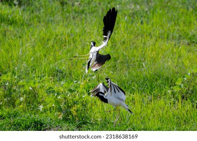 red wattled lapwing fight pictures, fight of lapwings in breeding season, The red-wattled lapwing is an Asian lapwing or large plover, a wader in the family Charadriidae