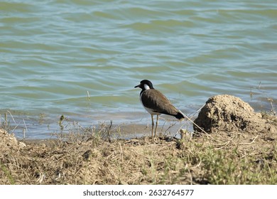 Red wattled lapwing at river. Bird background.