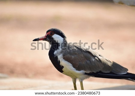 Red Wattled Lapwings or Asian Lapwings