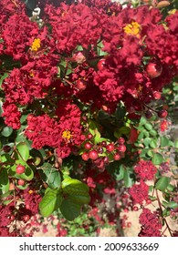 Red Wax Myrtle Tree Berries 