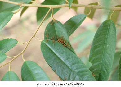 Red Weaver Ants Building A Nest