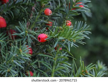 Red Western or Pacific yew berries on green needle-like branches. Beautiful autumn or Christmas natural background - Shutterstock ID 2078961715