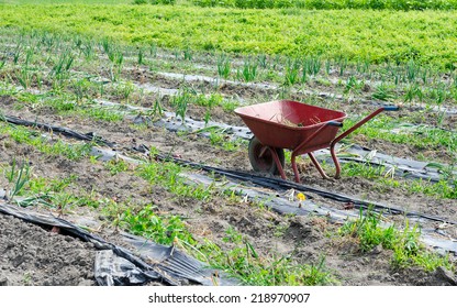 Red Wheelbarrow Amongst Crops