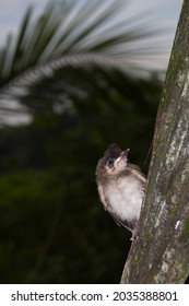 Red Whiskered Bulbul Chick Attempting First Flight