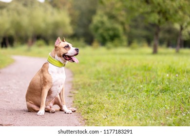 Red and white american staffordshire terrier with cropped ears walks outdoor at summer - Shutterstock ID 1177183291