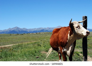 Imagenes Fotos De Stock Y Vectores Sobre Colorado Cattle