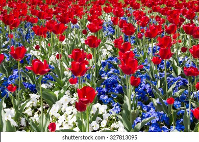 Red, White And Blue Flowers