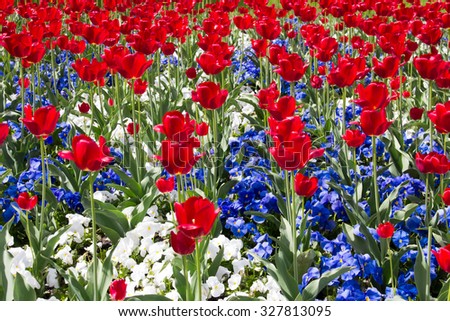 Red, White and Blue Flowers