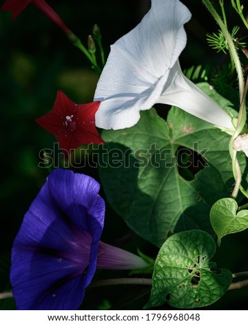 Similar – Image, Stock Photo Clematis | tendril to the sky.