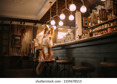 Red And White Border Collie Dog Posing In A Bar