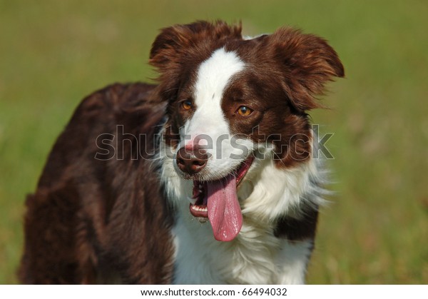 Red White Border Collie Dog Royalty Free Stock Image