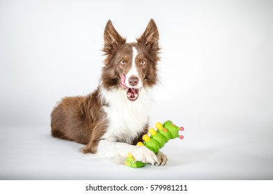 Red And White Border Collie Portrait With Dog Toy